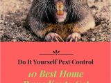 How to Get Rid Of Ground Moles with Dawn soap 126 Best Natural Pest Control Images On Pinterest Pest