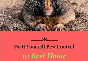 How to Get Rid Of Ground Moles with Dawn soap 126 Best Natural Pest Control Images On Pinterest Pest