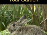 How to Get Rid Of Ground Moles with Dawn soap 79 Best Rodents and How to Get Rid them Images On Pinterest Pest