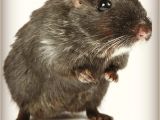 How to Get Rid Of Ground Moles with Dawn soap 79 Best Rodents and How to Get Rid them Images On Pinterest Pest