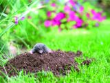 How to Get Rid Of Ground Moles with Dawn soap Evict Looting Larvae and Moles Will Move Out too