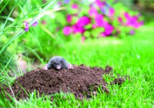 How to Get Rid Of Ground Moles with Dawn soap Evict Looting Larvae and Moles Will Move Out too