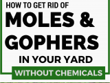 How to Get Rid Of Ground Moles with Dawn soap How to Get Rid Of Moles and Gophers In Your Yard without Chemicals