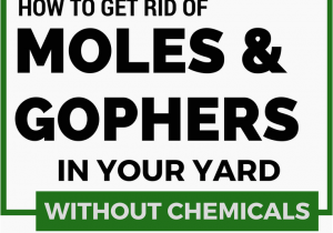 How to Get Rid Of Ground Moles with Dawn soap How to Get Rid Of Moles and Gophers In Your Yard without Chemicals