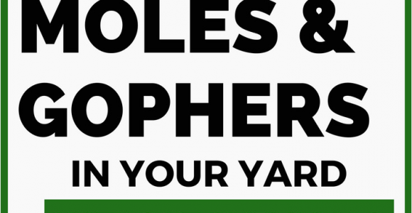 How to Get Rid Of Ground Moles with Dawn soap How to Get Rid Of Moles and Gophers In Your Yard without Chemicals
