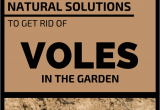 How to Get Rid Of Ground Moles with Dawn soap Natural solutions to Get Rid Of Voles In the Garden A Gardening