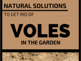 How to Get Rid Of Ground Moles with Dawn soap Natural solutions to Get Rid Of Voles In the Garden A Gardening
