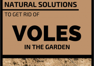 How to Get Rid Of Ground Moles with Dawn soap Natural solutions to Get Rid Of Voles In the Garden A Gardening