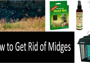 How to Get Rid Of Noseeum Bites 10 Ways to Protect Yourself From Midges top 8 Best