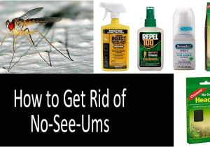 How to Get Rid Of Noseeum Bites No See Ums top 9 Repellents Traps Zappers and Special