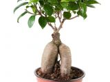 How to Take Care Of A Ficus Microcarpa Ginseng 22 Best Natur Images On Pinterest Nature Places to Travel and