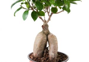 How to Take Care Of A Ficus Microcarpa Ginseng 22 Best Natur Images On Pinterest Nature Places to Travel and