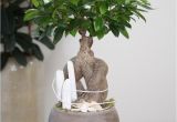 How to Take Care Of A Ficus Microcarpa Ginseng Arrangement White Beach You Can Create This Beautiful Natural