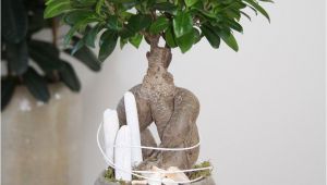 How to Take Care Of A Ficus Microcarpa Ginseng Arrangement White Beach You Can Create This Beautiful Natural