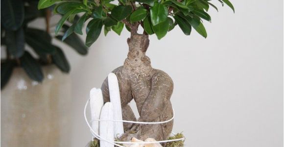 How to Take Care Of A Ficus Microcarpa Ginseng Arrangement White Beach You Can Create This Beautiful Natural