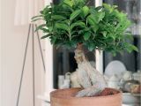 How to Take Care Of A Ficus Microcarpa Ginseng Bonsai Ficus Ginseng Modna Roa Lina Do Domu Jak Piela Gnowaa by