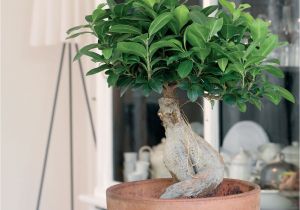 How to Take Care Of A Ficus Microcarpa Ginseng Bonsai Ficus Ginseng Modna Roa Lina Do Domu Jak Piela Gnowaa by