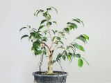 How to Take Care Of A Ficus Microcarpa Ginseng Ficus Benjamina Bonsai In Training Youtube