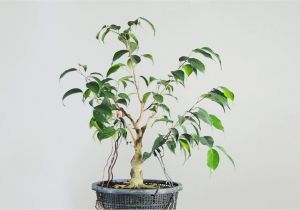 How to Take Care Of A Ficus Microcarpa Ginseng Ficus Benjamina Bonsai In Training Youtube
