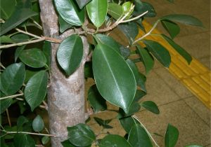 How to Take Care Of A Ficus Microcarpa Ginseng Ficus Microcarpa Growing Bonsai