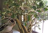 How to Take Care Of A Ficus Microcarpa Ginseng Full Size Picture Of Impala Lily I Adenium Multiflorum I Rosa