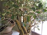 How to Take Care Of A Ficus Microcarpa Ginseng Full Size Picture Of Impala Lily I Adenium Multiflorum I Rosa