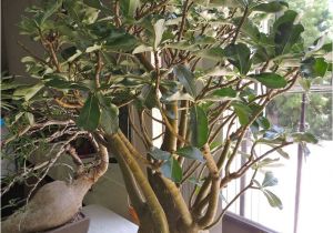 How to Take Care Of A Ficus Microcarpa Ginseng Full Size Picture Of Impala Lily I Adenium Multiflorum I Rosa