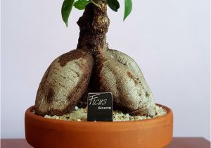 How to Take Care Of A Ficus Microcarpa Ginseng Ginsen G Kaktus Ve Sukulent Koleksiyonum 10 03 2018 Pinterest