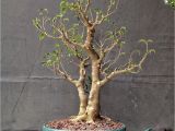 How to Take Care Of A Ficus Microcarpa Ginseng How About some Love for A Ficus Benjamina Adam S Art and Bonsai Blog