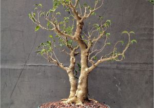 How to Take Care Of A Ficus Microcarpa Ginseng How About some Love for A Ficus Benjamina Adam S Art and Bonsai Blog