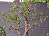 How to Take Care Of A Ficus Microcarpa Ginseng How About some Love for A Ficus Benjamina Adam S Art and Bonsai Blog