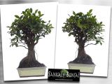 How to Take Care Of Ficus Microcarpa Ginseng Plant Bonsai Ficus Retusa Www Sankaly Bonsai Com Bonsai Pinterest