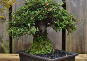 How to Take Care Of Ficus Microcarpa Ginseng Plant Dsc 0262 Bonsai Eejit Bonsai Pinterest Bonsai and Gardens