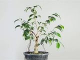 How to Take Care Of Ficus Microcarpa Ginseng Plant Ficus Benjamina Bonsai In Training Youtube