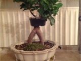How to Take Care Of Ficus Microcarpa Ginseng Plant Ficus Bonsai Air Layering Abmoosen Bonsai Bonsai Bonsai