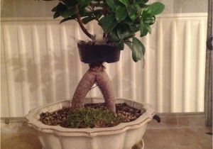 How to Take Care Of Ficus Microcarpa Ginseng Plant Ficus Bonsai Air Layering Abmoosen Bonsai Bonsai Bonsai