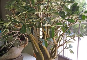 How to Take Care Of Ficus Microcarpa Ginseng Plant Full Size Picture Of Impala Lily I Adenium Multiflorum I Rosa