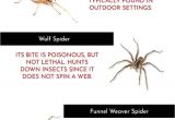 Ia Il Termite Pest Control Davenport Infographic Common Spiders Found In Iowa area