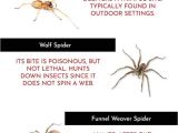 Ia Il Termite Pest Control Davenport Infographic Common Spiders Found In Iowa area