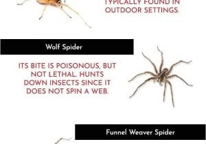 Ia Il Termite Pest Control Davenport Infographic Common Spiders Found In Iowa area