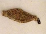 Indian Meal Moth Larvae In Bedroom How to Get Rid Of Moth Larvae On Ceiling theteenline org