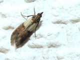 Indian Meal Moth Larvae In Bedroom Indian Meal Moth Larvae In Bedroom Openasia Club