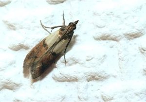 Indian Meal Moth Larvae In Bedroom Indian Meal Moth Larvae In Bedroom Openasia Club