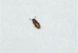 Indian Meal Moth Larvae In Bedroom Little Brown Beetles In Bedroom Www Stkittsvilla Com