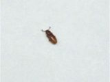 Indian Meal Moth Larvae In Bedroom Little Brown Beetles In Bedroom Www Stkittsvilla Com
