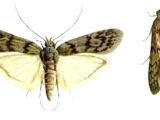 Indian Meal Moth Larvae In Bedroom Meal Moths In Bedroom Www Indiepedia org