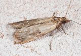 Indian Meal Moth Larvae In Bedroom Meal Moths In Bedroom Www Indiepedia org