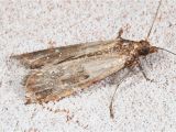 Indian Meal Moth Larvae In Bedroom Meal Moths In Bedroom Www Indiepedia org