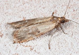 Indian Meal Moth Larvae In Bedroom Meal Moths In Bedroom Www Indiepedia org