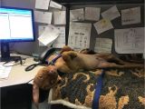 Is there A Dating Site for Animal Lovers Take Your Dog to Work Day Best Photos Of People Bringing their Pets